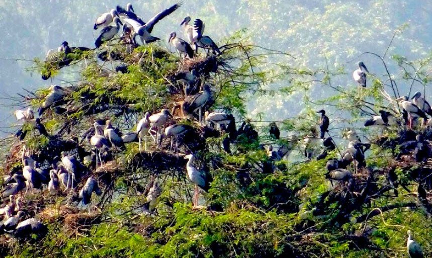 Nawabganj Bird Sanctuary